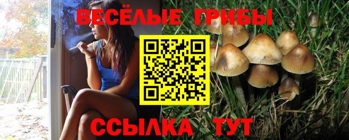 Каменка  Псилоцибиновые грибы ЛСД  где продают наркотики  Вход с VPN  Псилоцибиновые грибы ЛСД 
